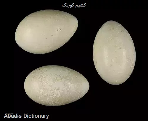 کشیم کوچک